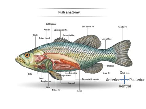 use of fins in fish|Fish Fins: Types, Anatomy & Functions .